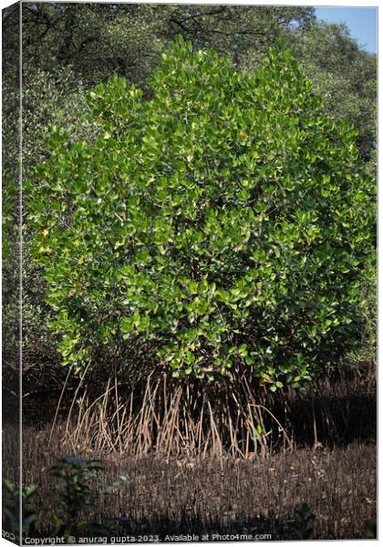 mangrove tree Canvas Print by anurag gupta