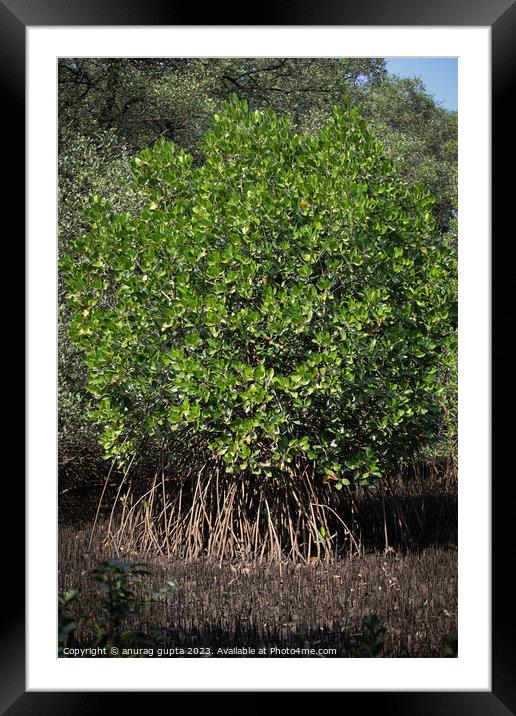 mangrove tree Framed Mounted Print by anurag gupta