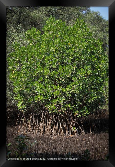 mangrove tree Framed Print by anurag gupta