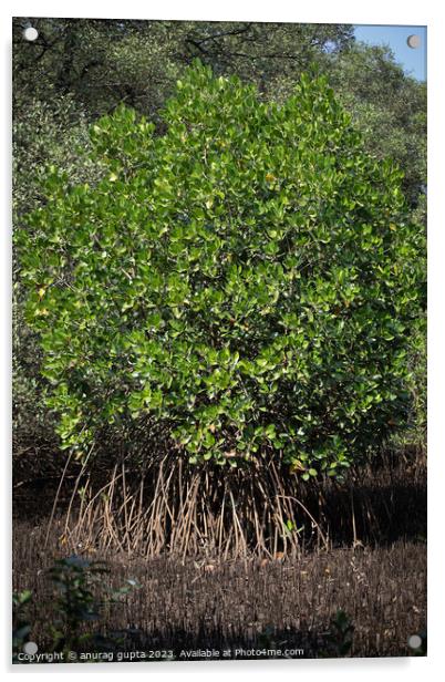 mangrove tree Acrylic by anurag gupta
