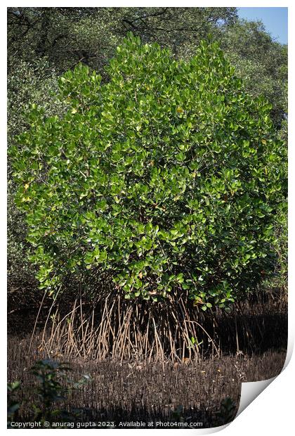 mangrove tree Print by anurag gupta