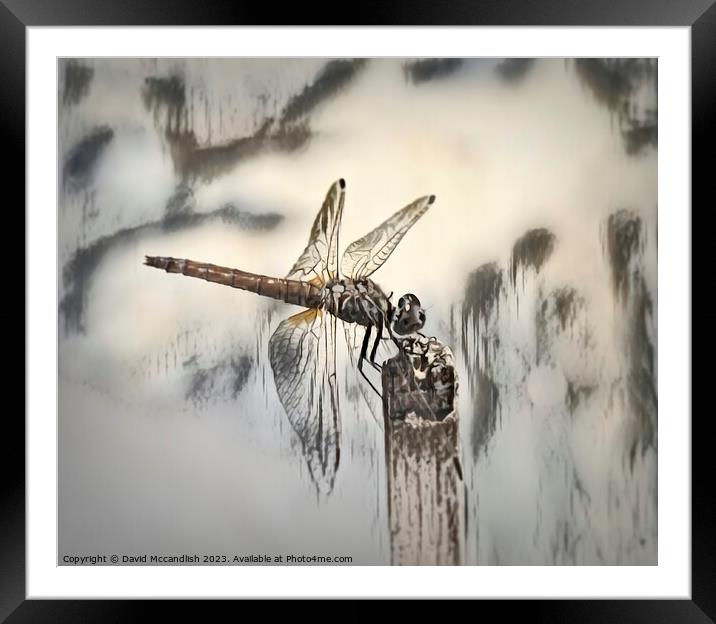 Touch Down Framed Mounted Print by David Mccandlish