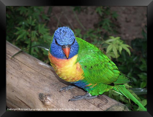 Lorikeet Framed Print by Abigail Langridge