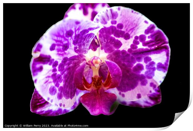 Pink Moth Orchids Flowers Florida Print by William Perry