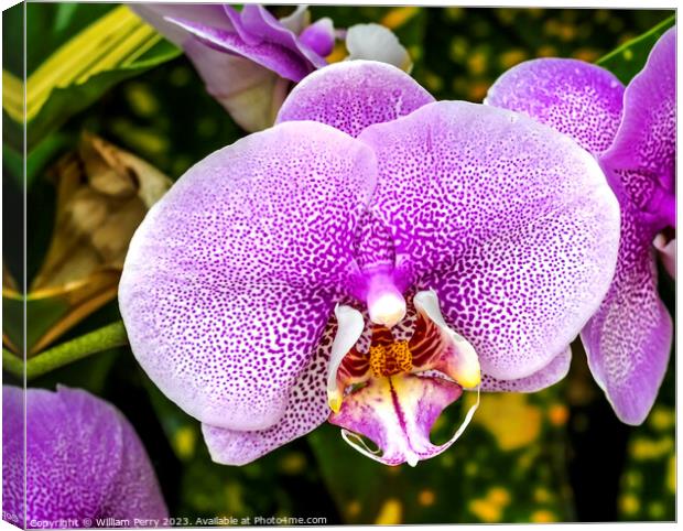 Pink Leopard Prince Moth Orchids Flowers Florida Canvas Print by William Perry