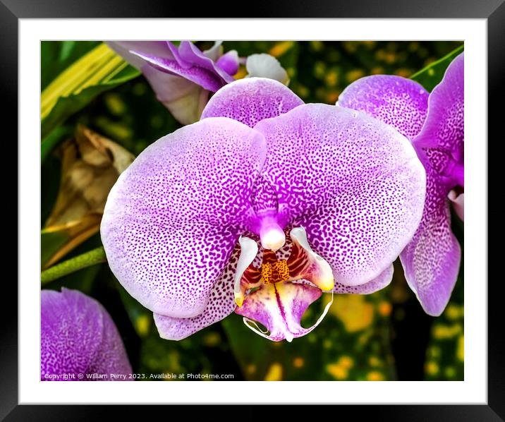 Pink Leopard Prince Moth Orchids Flowers Florida Framed Mounted Print by William Perry