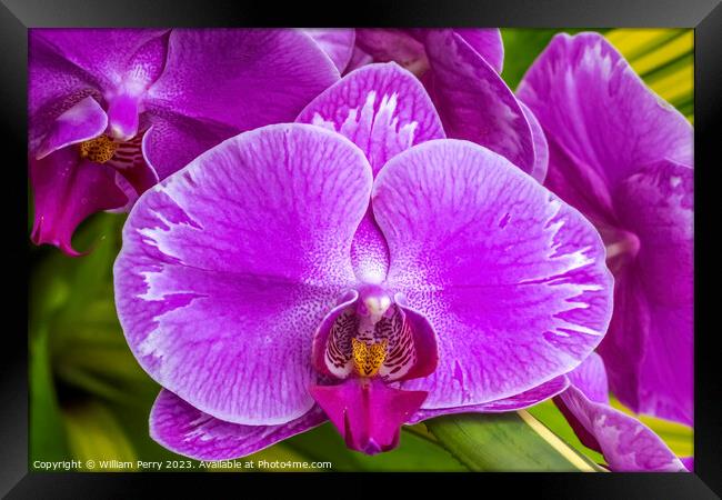 Pink Moth Orchids Flowers Florida Framed Print by William Perry