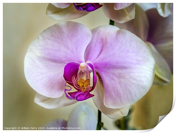 Pink White Butterfly Moth Orchids Flowers Florida Print by William Perry