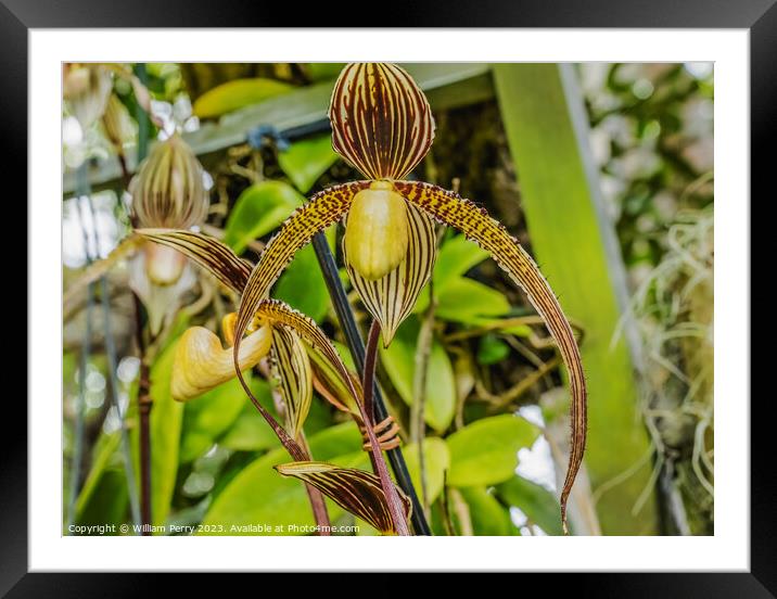 Brown Yellow Slipper Orchids Flowers Florida Framed Mounted Print by William Perry