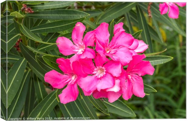 Pink Oleander Nerium Flowers Florida Canvas Print by William Perry
