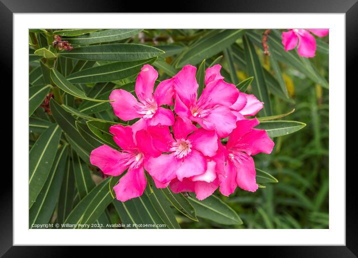 Pink Oleander Nerium Flowers Florida Framed Mounted Print by William Perry