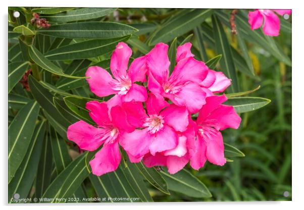 Pink Oleander Nerium Flowers Florida Acrylic by William Perry