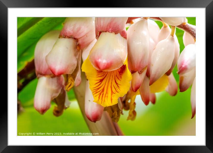 White Yellow Shell Ginger Flowers Vizcaya Garden Miami Florida Framed Mounted Print by William Perry