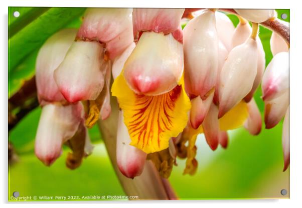 White Yellow Shell Ginger Flowers Vizcaya Garden Miami Florida Acrylic by William Perry