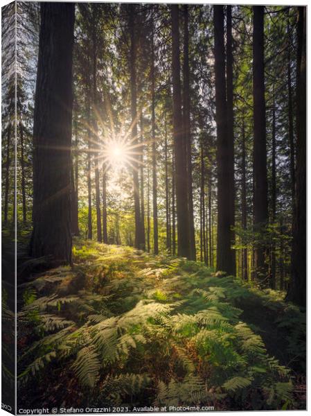 Acquerino nature reserve forest. Trees and ferns in the morning. Canvas Print by Stefano Orazzini