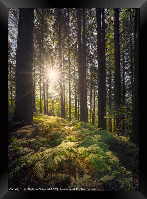 Acquerino nature reserve forest. Trees and ferns in the morning. Framed Print by Stefano Orazzini