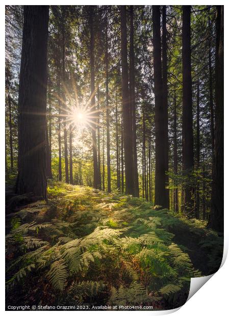 Acquerino nature reserve forest. Trees and ferns in the morning. Print by Stefano Orazzini