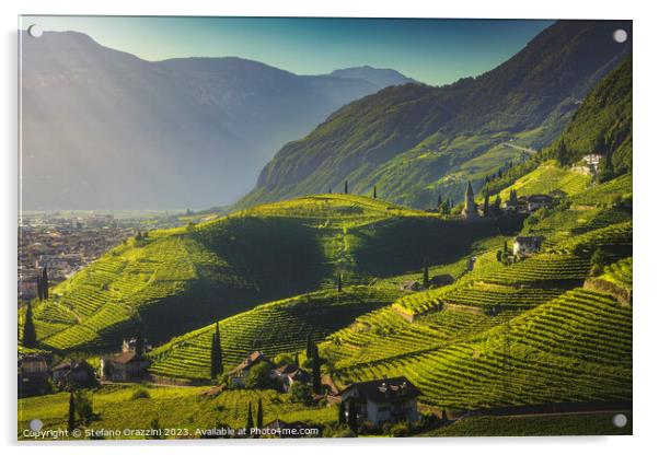 Vineyards view in Santa Maddalena, Bolzano. South Tyrol Acrylic by Stefano Orazzini