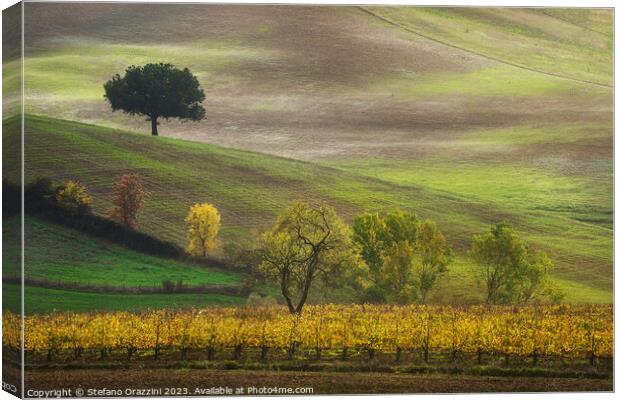 Autumn in Tuscany, trees and vineyard. Castellina in Chianti. Canvas Print by Stefano Orazzini