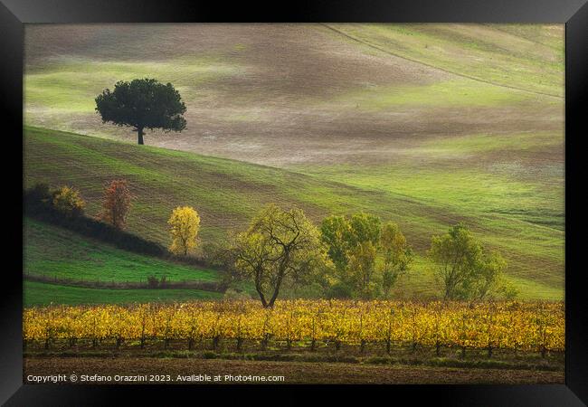 Autumn in Tuscany, trees and vineyard. Castellina in Chianti. Framed Print by Stefano Orazzini