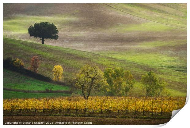 Autumn in Tuscany, trees and vineyard. Castellina in Chianti. Print by Stefano Orazzini