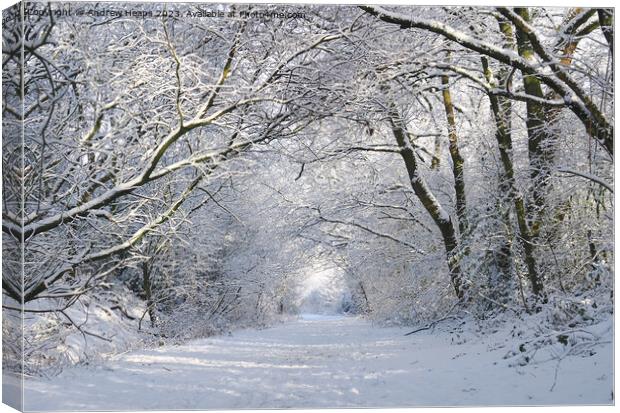 Enchanting Winter Wonderland Canvas Print by Andrew Heaps
