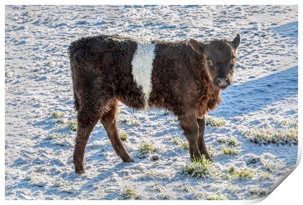 Belted Galloway Calf in Snow Print by Derek Beattie