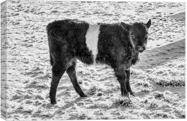 Belted Galloway Calf in Snow Canvas Print by Derek Beattie