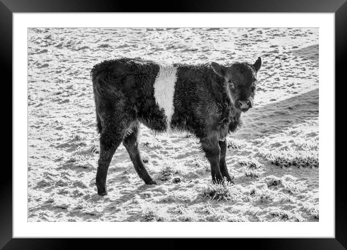 Belted Galloway Calf in Snow Framed Mounted Print by Derek Beattie