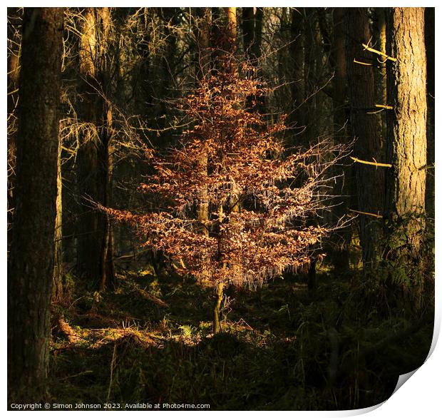Sunlit tree and leaves  Print by Simon Johnson