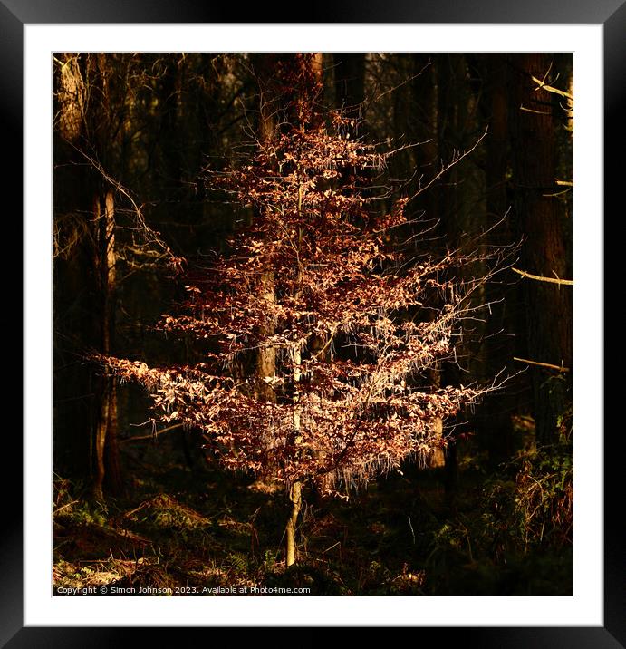 Sunlit tree and leaves  Framed Mounted Print by Simon Johnson