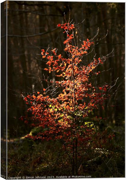 sunlit tree and leaves  Canvas Print by Simon Johnson