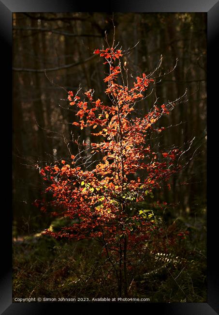 sunlit tree and leaves  Framed Print by Simon Johnson