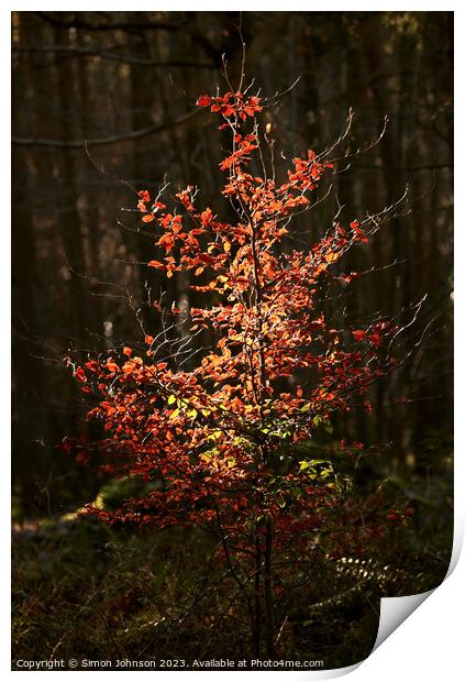 sunlit tree and leaves  Print by Simon Johnson