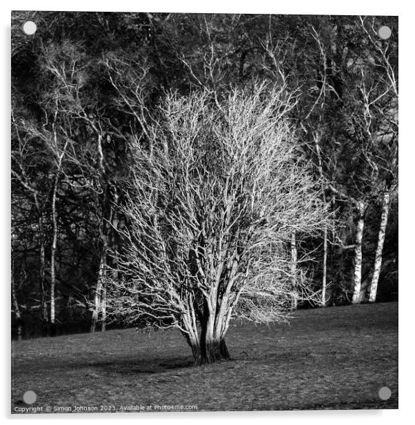 sunlit tree  Acrylic by Simon Johnson