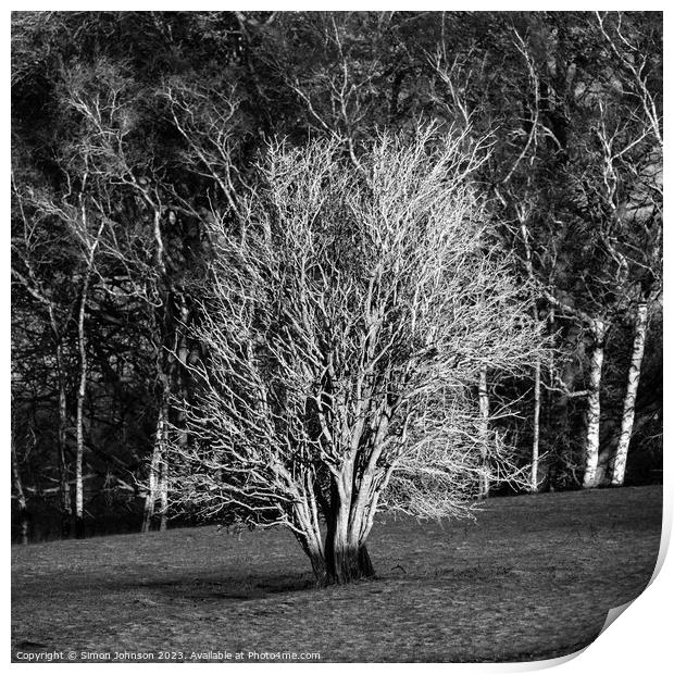 sunlit tree  Print by Simon Johnson