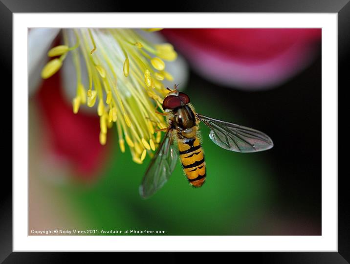 Hoverfly meal Framed Mounted Print by Nicky Vines
