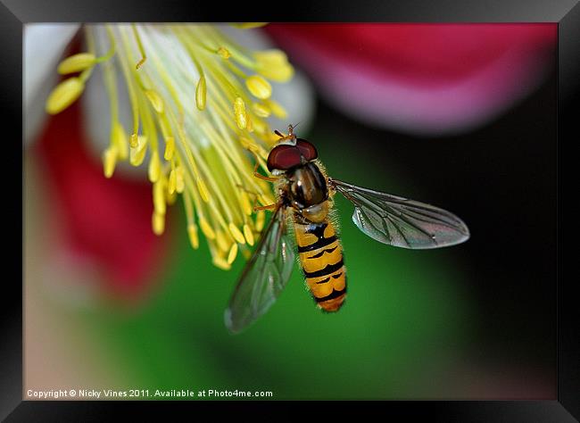 Hoverfly meal Framed Print by Nicky Vines