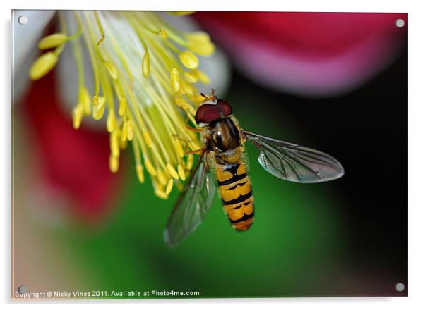 Hoverfly meal Acrylic by Nicky Vines