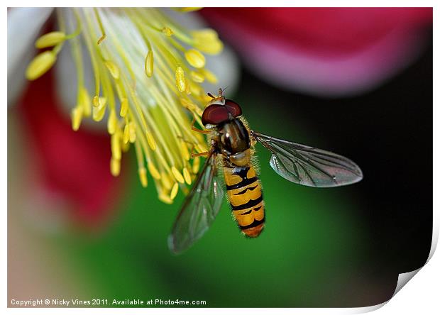 Hoverfly meal Print by Nicky Vines