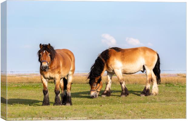 Horses on Juist Canvas Print by Dirk Rüter