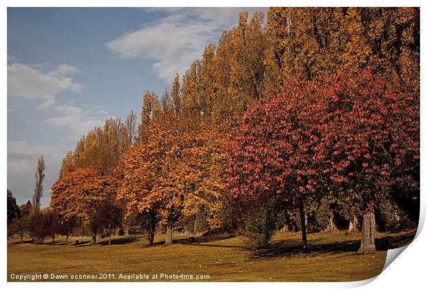 Autumn Colours, Chinbrooke Meadows Print by Dawn O'Connor