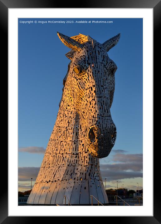 Kelpie at golden hour Framed Mounted Print by Angus McComiskey