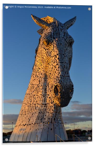 Kelpie at golden hour Acrylic by Angus McComiskey