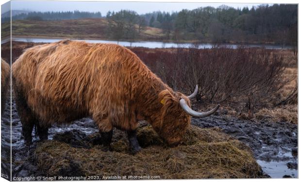 Scottish Highland Cow eating grass in a muddy field in winter at Mossdale Canvas Print by SnapT Photography