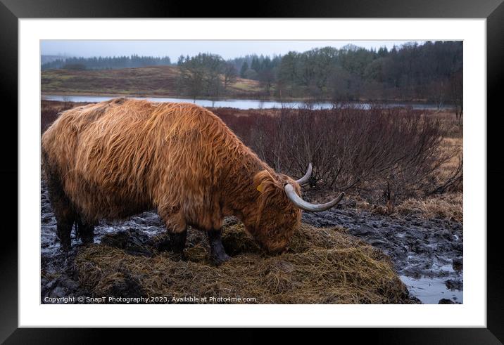Scottish Highland Cow eating grass in a muddy field in winter at Mossdale Framed Mounted Print by SnapT Photography