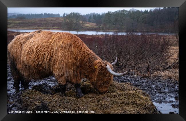 Scottish Highland Cow eating grass in a muddy field in winter at Mossdale Framed Print by SnapT Photography