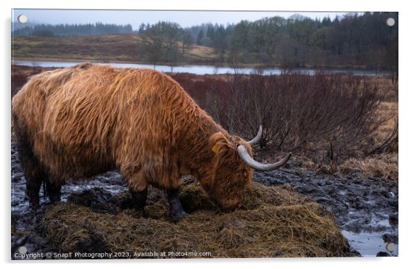 Scottish Highland Cow eating grass in a muddy field in winter at Mossdale Acrylic by SnapT Photography