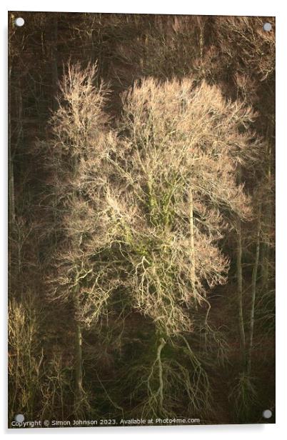 Sunlit Woods  Acrylic by Simon Johnson