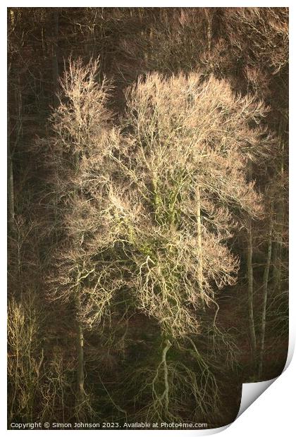 Sunlit Woods  Print by Simon Johnson